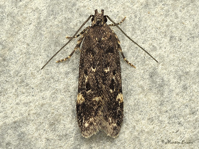  35.047 Bryotropha affinis Copyright Martin Evans 