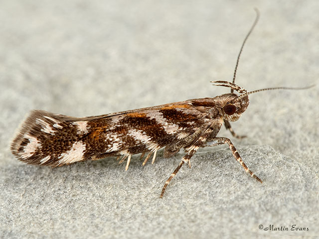  35.050 Aristotelia ericinella Copyright Martin Evans 