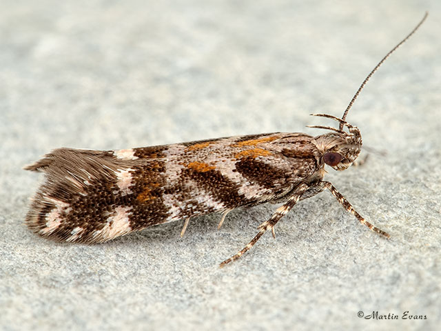  35.050 Aristotelia ericinella Copyright Martin Evans 