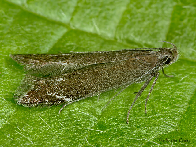  35.065 Monochroa cytisella Copyright Martin Evans 