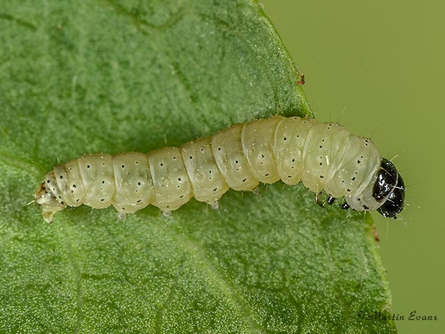  Mirificarma lentiginosella larva Copyright Martin Evans 
