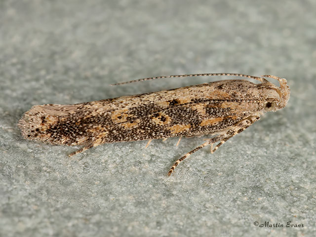  35.118 Beet Moth Scrobipalpa ocellatella Copyright Martin Evans 