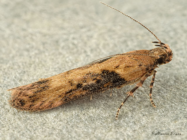  35.123 Scrobipalpa costella Copyright Martin Evans 