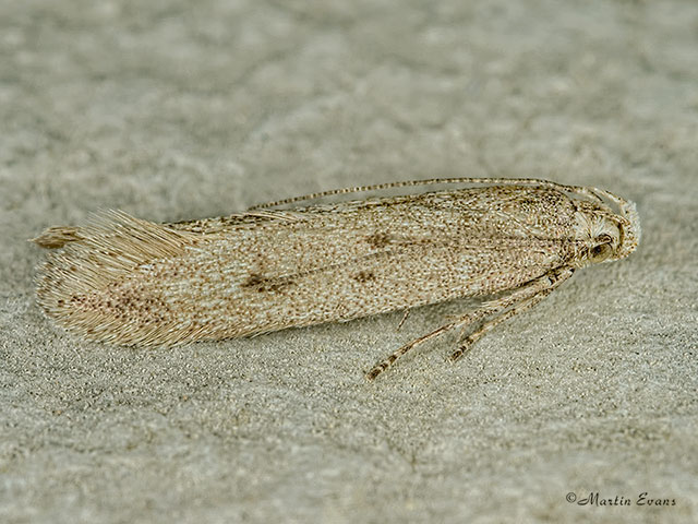  35.125 Scrobipalpula tussilaginis Copyright Martin Evans 