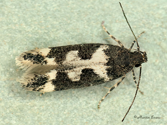  35.130 Caryocolum vicinella Copyright Martin Evans 