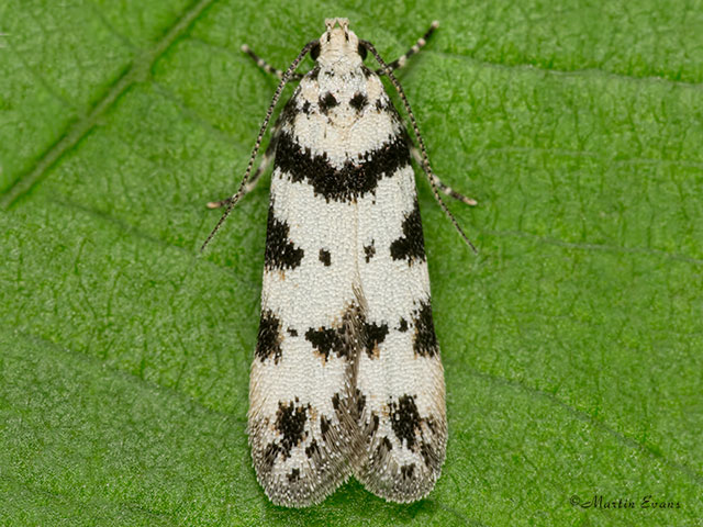  35.152 Pseudotelphusa scalella Copyright Martin Evans 