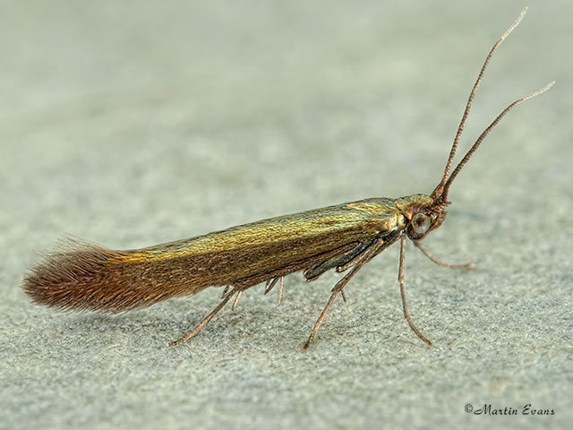  37.035 Small Clover Case-bearer Coleophora alcyonipennella Copyright Martin Evans 