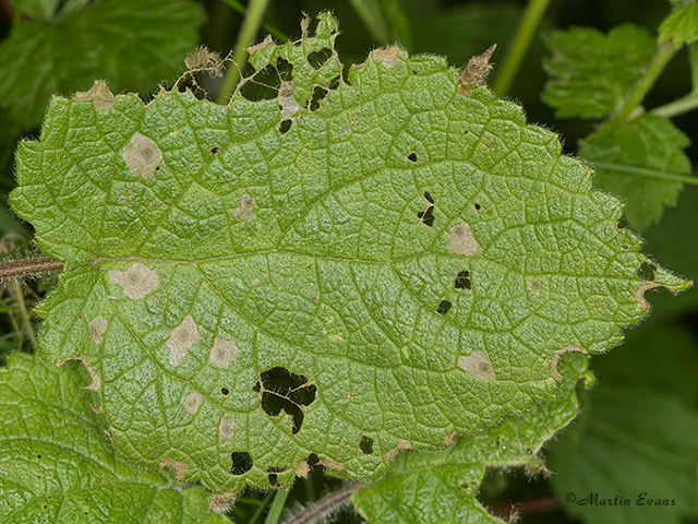  37.038 Coleophora lineolea leaf damage Copyright Martin Evans 