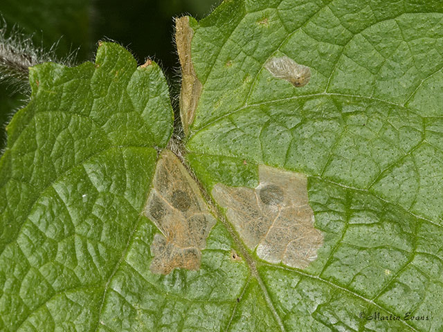 37.038 Coleophora lineolea leaf damage close-up Copyright Martin Evans 