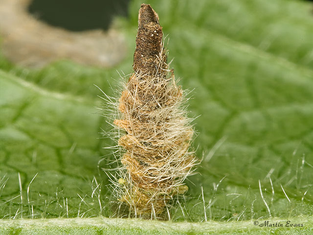  37.038 Coleophora lineolea larval case Copyright Martin Evans 