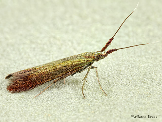  37.046 Coleophora deauratella Copyright Martin Evans 