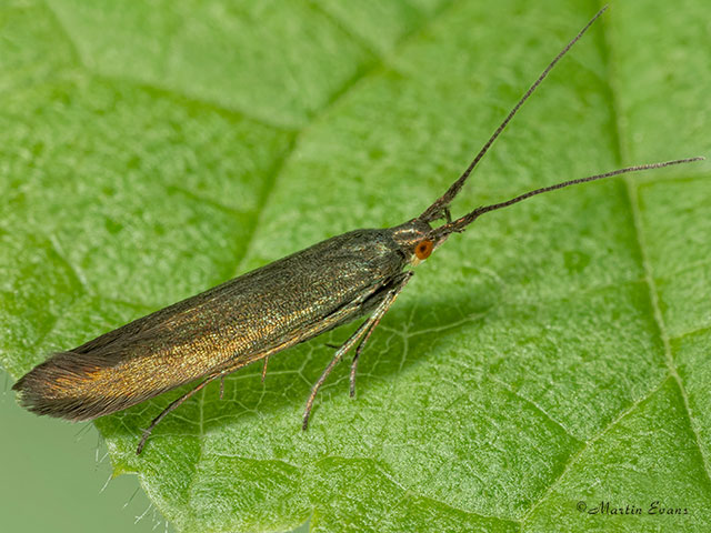  37.047 Coleophora amethystinella Copyright Martin Evans 