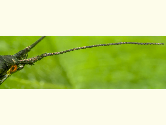  -37.047 Coleophora amethystinella antenna Copyright Martin Evans 