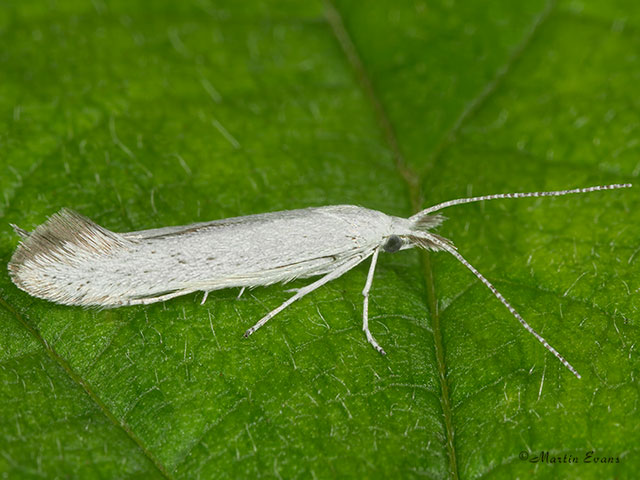  37.049 Coleophora anatipennella Pistol Case-bearer Copyright Martin Evans 