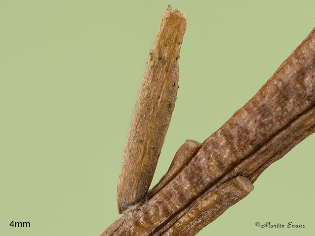  37.066 Larch Case-bearer Coleophora laricella larva 4mm Copyright Martin Evans 