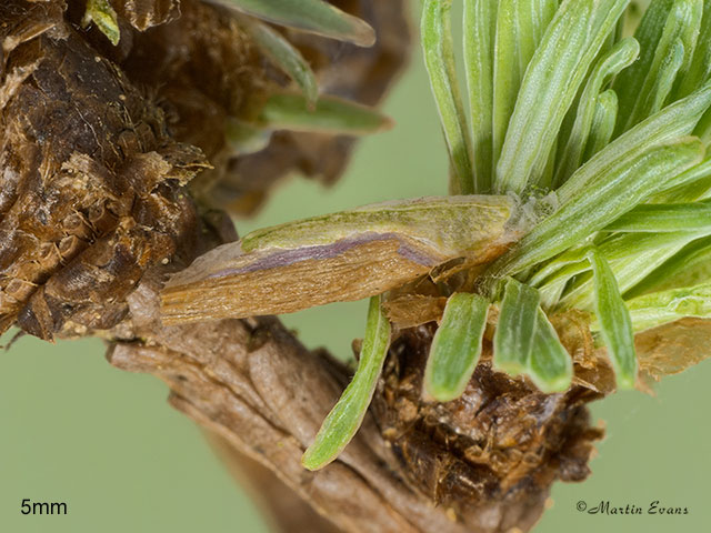  37.066 Larch Case-bearer Coleophora laricella larva 5mm Copyright Martin Evans 