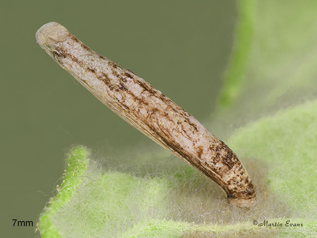  37.103 Coleophora follicularis larva 7mm Copyright Martin Evans 