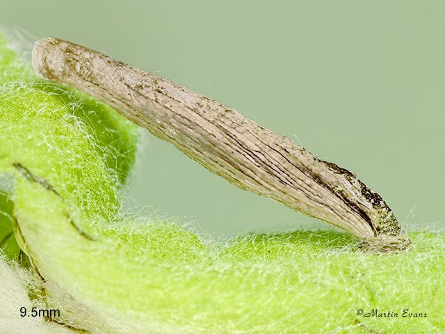  37.103 Coleophora follicularis larva 9.5mm Copyright Martin Evans 