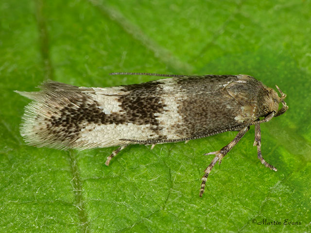  38.026 Elachista kilmunella Copyright Martin Evans 