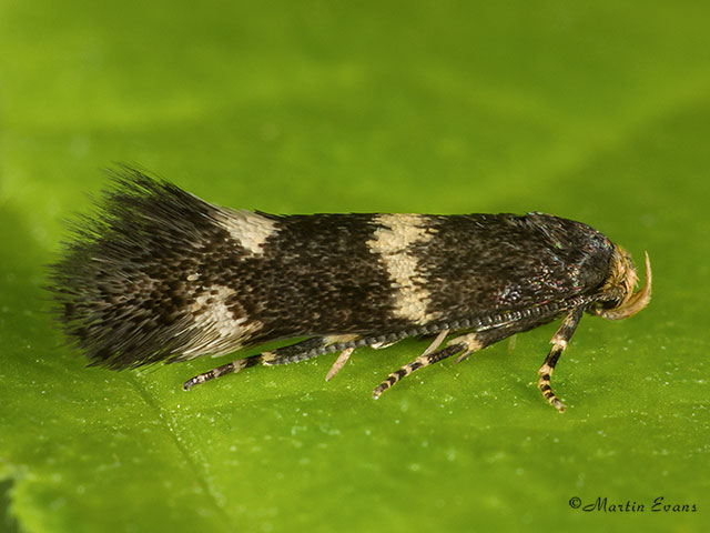  38.029 Elachista luticomella Copyright Martin Evans 