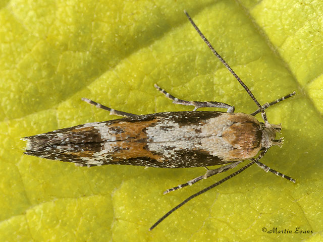  40.005 Mompha divisella dorsal view Copyright Martin Evans 