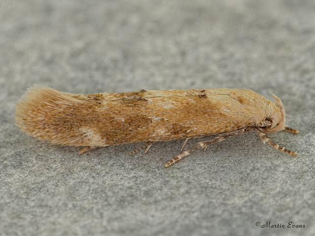  40.010 Mompha epilobiella Copyright Martin Evans 