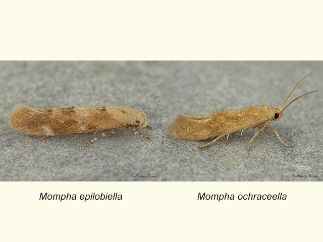  40.010 Mompha epilobiella and Mompha ochraceella Copyright Martin Evans 