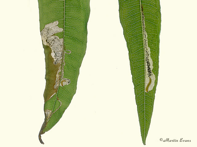  40.015 Mompha raschkiella mines on Rose-bay Willowherb closeup Copyright Martin Evans 