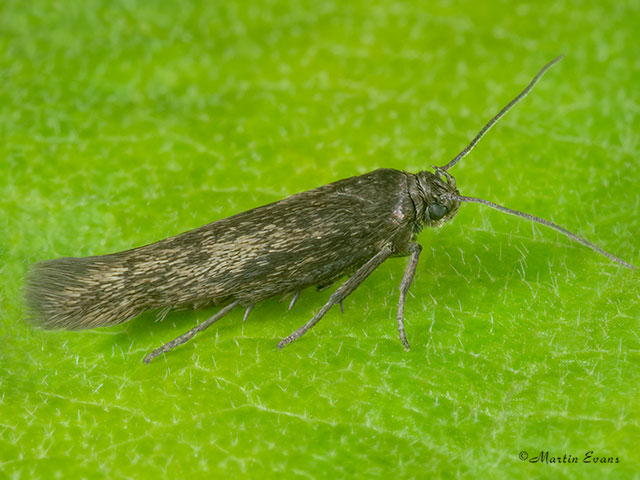  43.004 Scythris picaepennis Copyright Martin Evans 