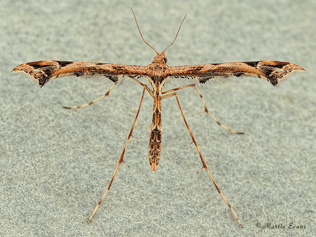  45.010 Amblyptilia acanthodactyla Copyright Martin Evans 