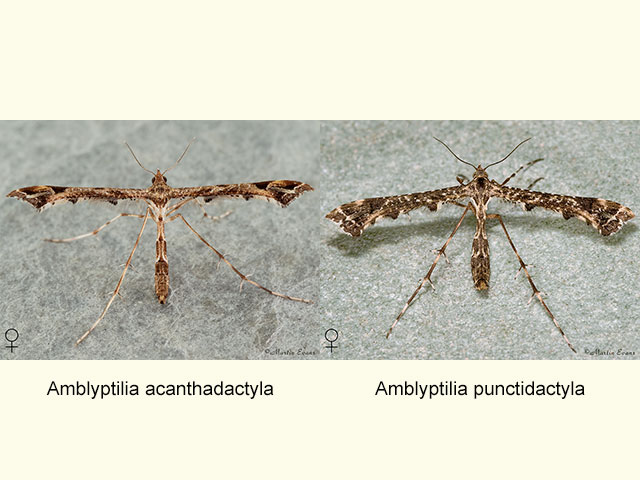  45.010 Amblyptilia acanthodactyla and Amblyptilia punctidactyla Copyright Martin Evans 