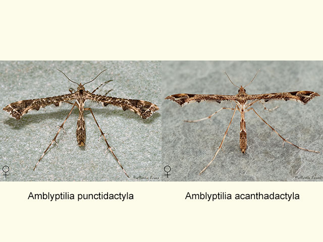  45.011 Amblyptilia punctidactyla and Amblyptilia acanthadactyla Copyright Martin Evans 