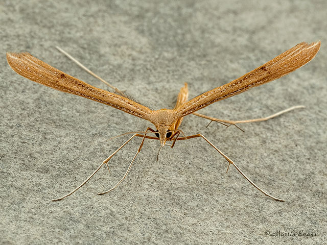  45.012 Stenoptilia pterodactyla Brown Plume Copyright Martin Evans 