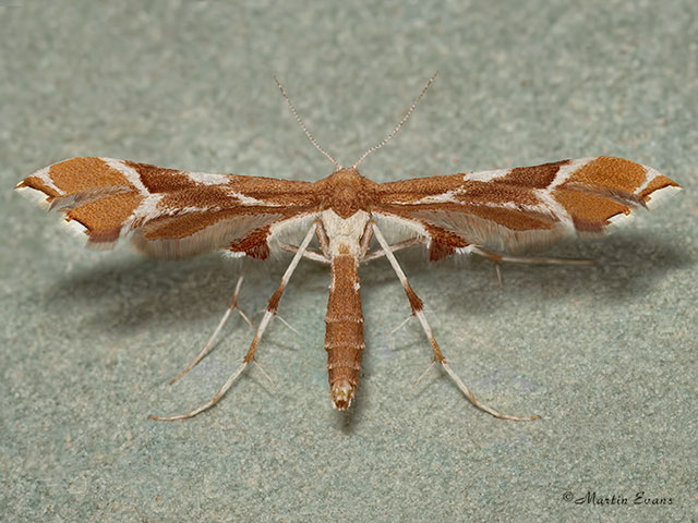  45.022 Rose Plume Cnaemidophorus rhododactyla Copyright Martin Evans 