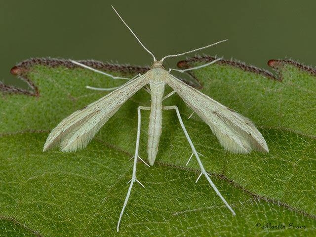  45.039 Citron Plume Hellinsia carphodactyla Copyright Martin Evans 