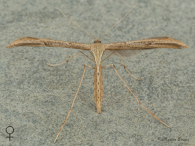  45.044 Emmelina monodactyla female Copyright Martin Evans 