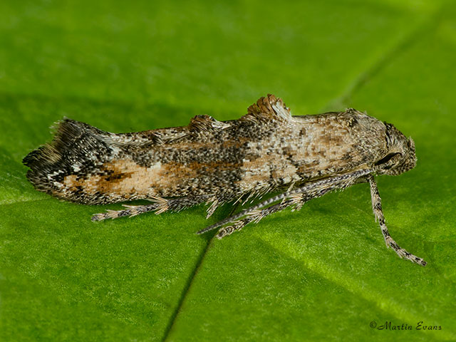  47.005 Epermenia chaerophyllella Copyright Martin Evans 