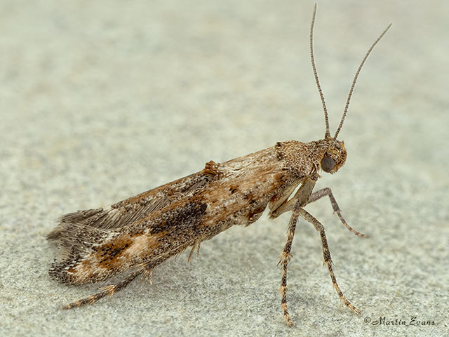  47.005 Epermenia chaerophyllella Copyright Martin Evans 