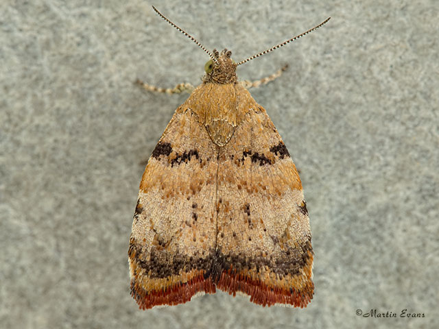  48.007 Choreutis pariana Apple Leaf Skeletoniser Copyright Martin Evans 