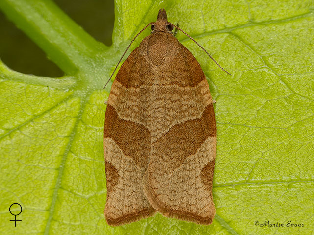  49.025 Pandemis cerasana Barred Fruit-tree Tortrix Copyright Martin Evans 