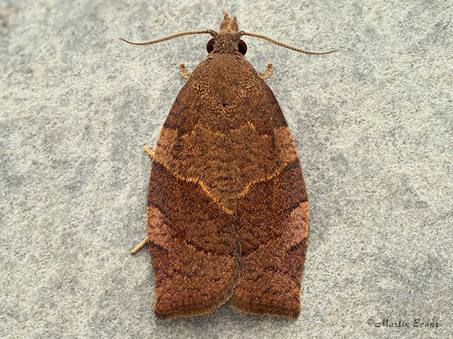  49.026 Pandemis heparana Dark Fruit-tree Tortrix Copyright Martin Evans 