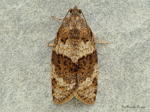  49.028 Syndemis musculana Copyright Martin Evans 