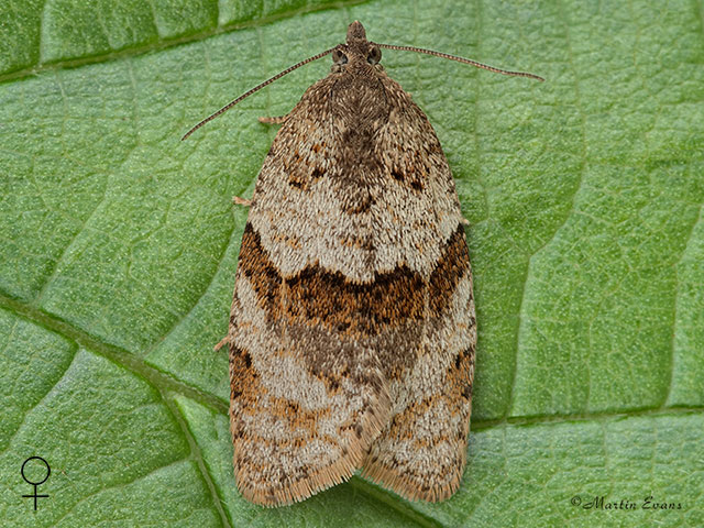  49.028 Syndemis musculana female Copyright Martin Evans 