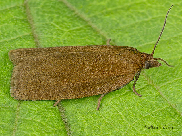  	49.033 Aphelia viburniana Bilberry Tortrix Copyright Martin Evans 