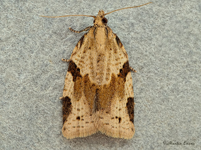  49.037 Clepsis spectrana Copyright Martin Evans 