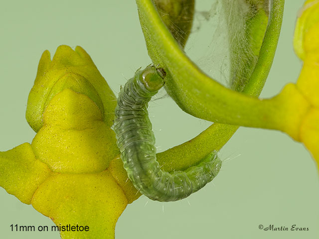  49.039 Epiphyas postvittana larva 11mm mistletoe Copyright Martin Evans 