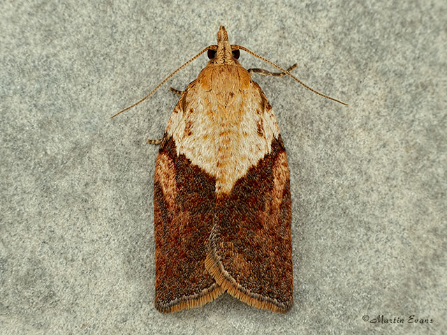  49.039 Epiphyas postvittana Copyright Martin Evans 