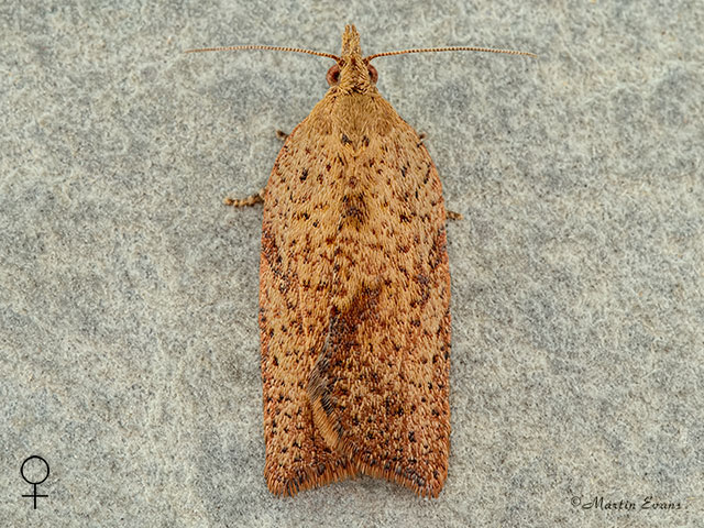  49.039 Epiphyas postvittana female Copyright Martin Evans 