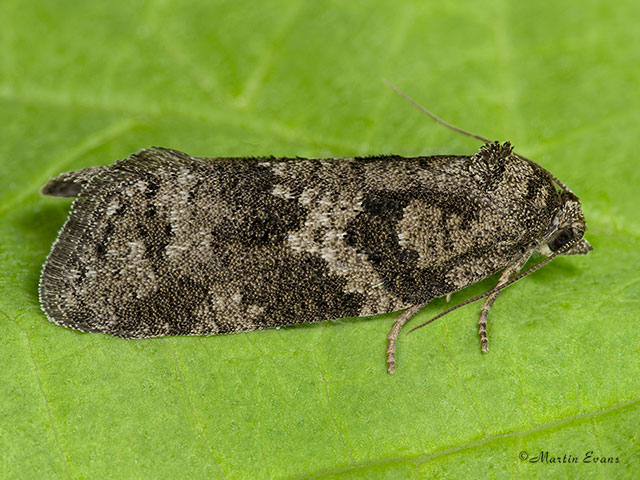  49.050 Cnephasia stephensiana Grey Tortrix Copyright Martin Evans 