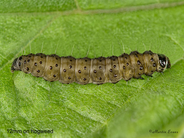  49.050 Cnephasia stephensiana Grey Tortrix Copyright Martin Evans 